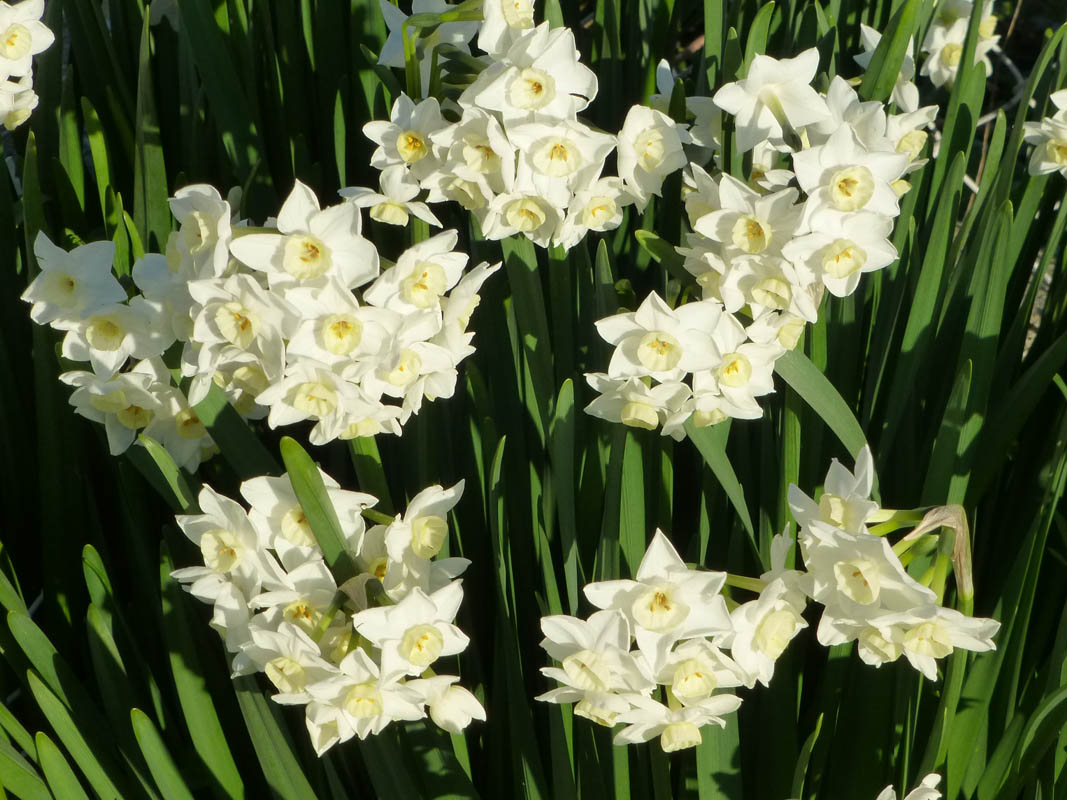 Narcissus aff. 'Avalanche' en fleurs dans un jardin ensoleillé